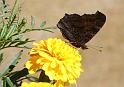 2009-08-04, Schmetterlinge (5)